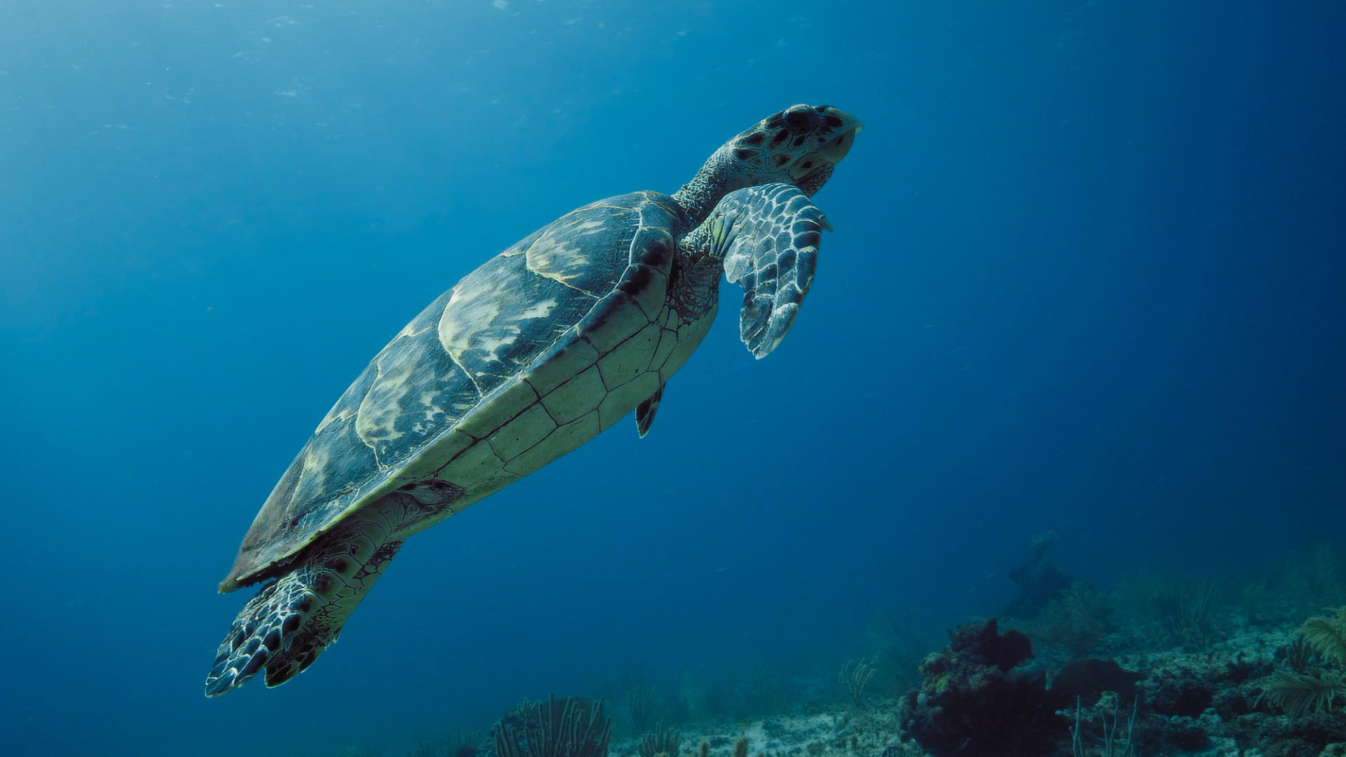 Project Tidal Shift: guiding the way to sustainable yachting